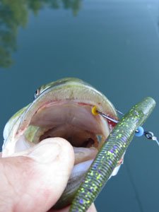 Bait Buttons work great on many different bass applications